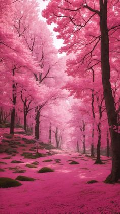 a pink forest with lots of trees and rocks