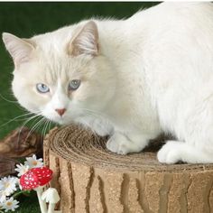 a white cat sitting on top of a piece of wood next to flowers and mushrooms