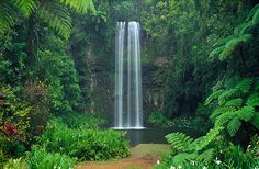 a large waterfall surrounded by lush green trees and plants in the foreground is a small pond