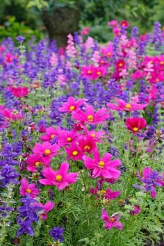 purple and pink flowers in a garden