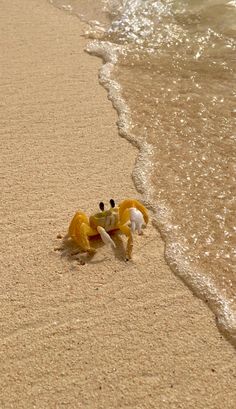 Wild life at the beach Beautiful Sea Creatures, Ocean Wallpaper, Ocean Vibes, Cute Animal Photos, Marine Animals, Ocean Creatures, Ocean Animals, Ocean Life, Animal Photo