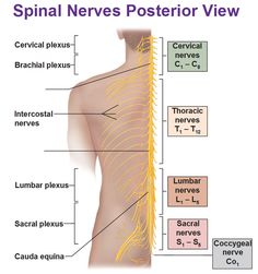 the peripheral nervous system is shown in this diagram