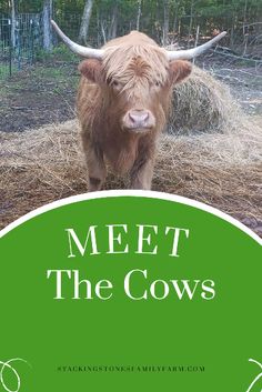 a brown cow standing on top of dry grass next to a green circle with the words meet the cows