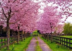 a dirt road surrounded by trees with pink flowers