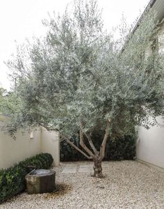 an olive tree in the middle of a courtyard