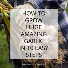 a person holding garlic in their hands with the words how to grow huge amazing garlic in 10 easy steps