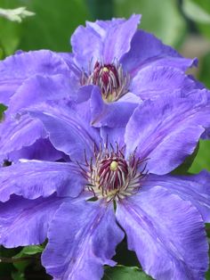 two purple flowers with green leaves in the background