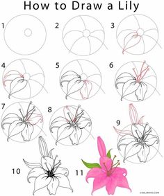 how to draw a lily step by step instructions for beginners with pictures and text