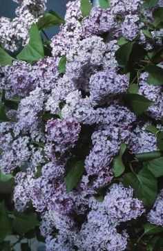 purple lilacs are blooming in the garden