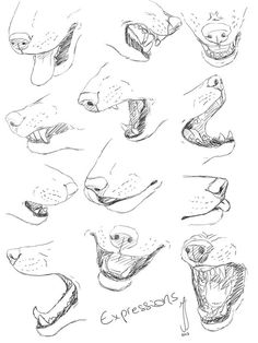 several different types of animal heads and mouths, all drawn in one drawing technique by hand