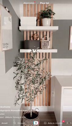 a potted plant sitting on top of a wooden shelf