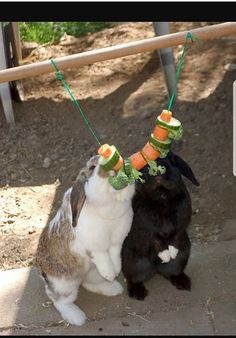 two rabbits eating carrots on a string