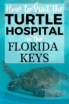 a turtle swimming in the water with text overlay reading how to visit the turtle hospital in the florida keys