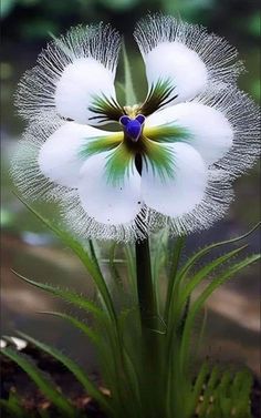 a white flower with green tips in the center