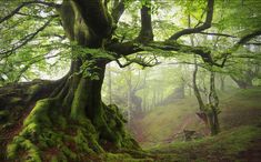 an old tree with moss growing on it's roots in the forest, surrounded by green foliage