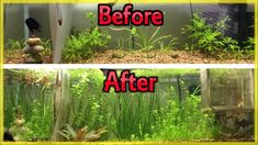 before and after pictures of an aquarium with plants growing in the bottom right, then planted on the bottom left