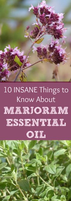 Marjoram Essential Oil is just UNBELIEVABLE! I say this because of my struggles with high blood pressure, among other reasons... Read all about Marjoram Essential Oil and why every household should have this handy! Essential Oil Companies, Essential Oil Plants, Aromatic Oils, Herbs For Health, Doterra Oils, Oil Benefits, Best Essential Oils, Essential Oil Uses