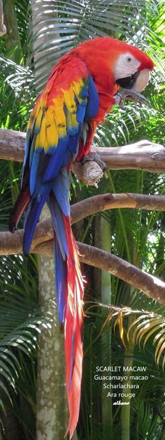 a colorful parrot perched on top of a tree branch