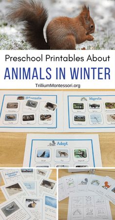 an image of animals in winter with the title preschool printables about animals in winter