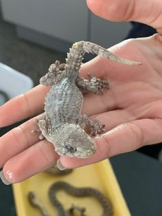 a person holding a small lizard in their hand