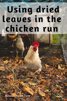 two chickens standing in leaves with the words using dried leaves in the chicken run