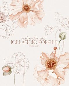 an illustration of flowers with the words iceland poppys written in brown and pink ink