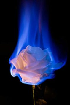 a white rose with blue flames in the background