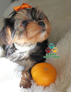 a small dog sitting on top of a white blanket next to an orange pumpkin and wearing a bow