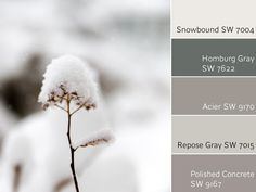 a snow covered plant sitting in the middle of a wintery field with color swatches