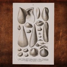 this is an antique print of seashells from the 19th century, showing different shapes and sizes