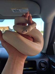 a person holding a white snake in their hand while sitting in the back seat of a car