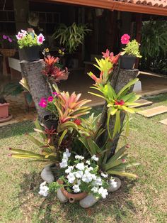 several potted plants are sitting in the grass