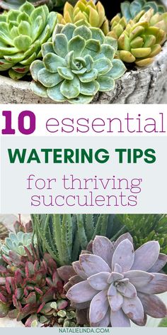 Discover the secrets to healthy succulents! Learn how to water succulents properly so they can thrive, indoors and outdoors. Avoid overwatering and underwatering mistakes with these beginner-friendly succulent care tips. Find out how often to water succulents and get tips about sunlight, soil, drainage, and more! Succulent Care Tips, Succulent Care, Care Tips