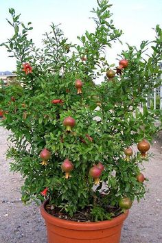 a potted plant with fruit growing out of it