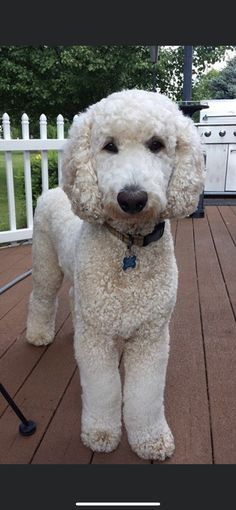 a white poodle standing on top of a wooden deck