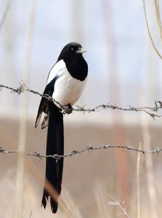 a black and white bird sitting on top of a barbed wire fence