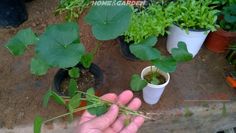 someone is holding plants in their hands and they're starting to grow them out of the ground