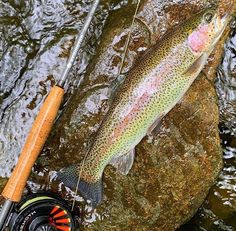 a rainbow colored fish is hooked up to a fishing rod in the water next to a rock