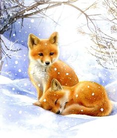 two foxes are sitting in the snow together