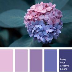 a purple flower with green leaves is shown in the color palettes for this photo