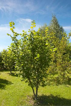 a small tree in the middle of a grassy field