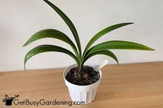 a potted plant sitting on top of a wooden table