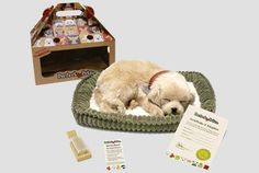 a dog laying on top of a green bed next to a cardboard box with buttons