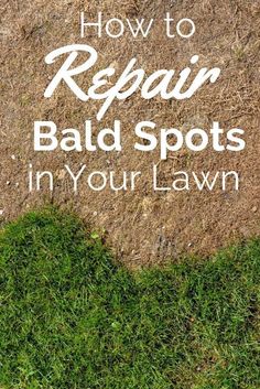 how to repair bald spots in your lawn