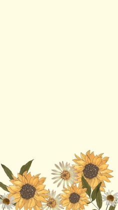 sunflowers and daisies on a white background