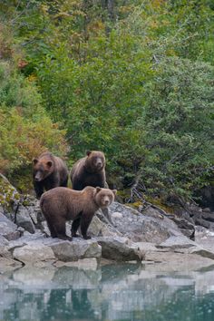 three brown bears are standing on rocks near the water and some green trees in the background