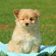 a small dog sitting on top of a blue blanket