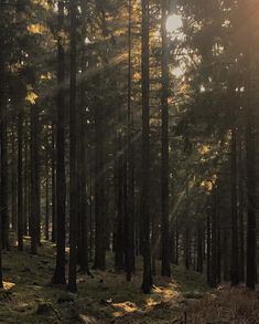 the sun is shining through the trees in the forest