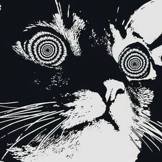 a black and white image of a cat's face with circles in the eyes