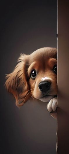 a brown and white dog peeking out from behind a wall with its head sticking out